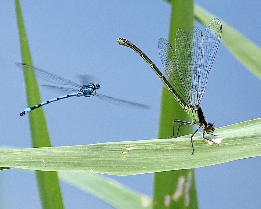 red-eyed damselfly